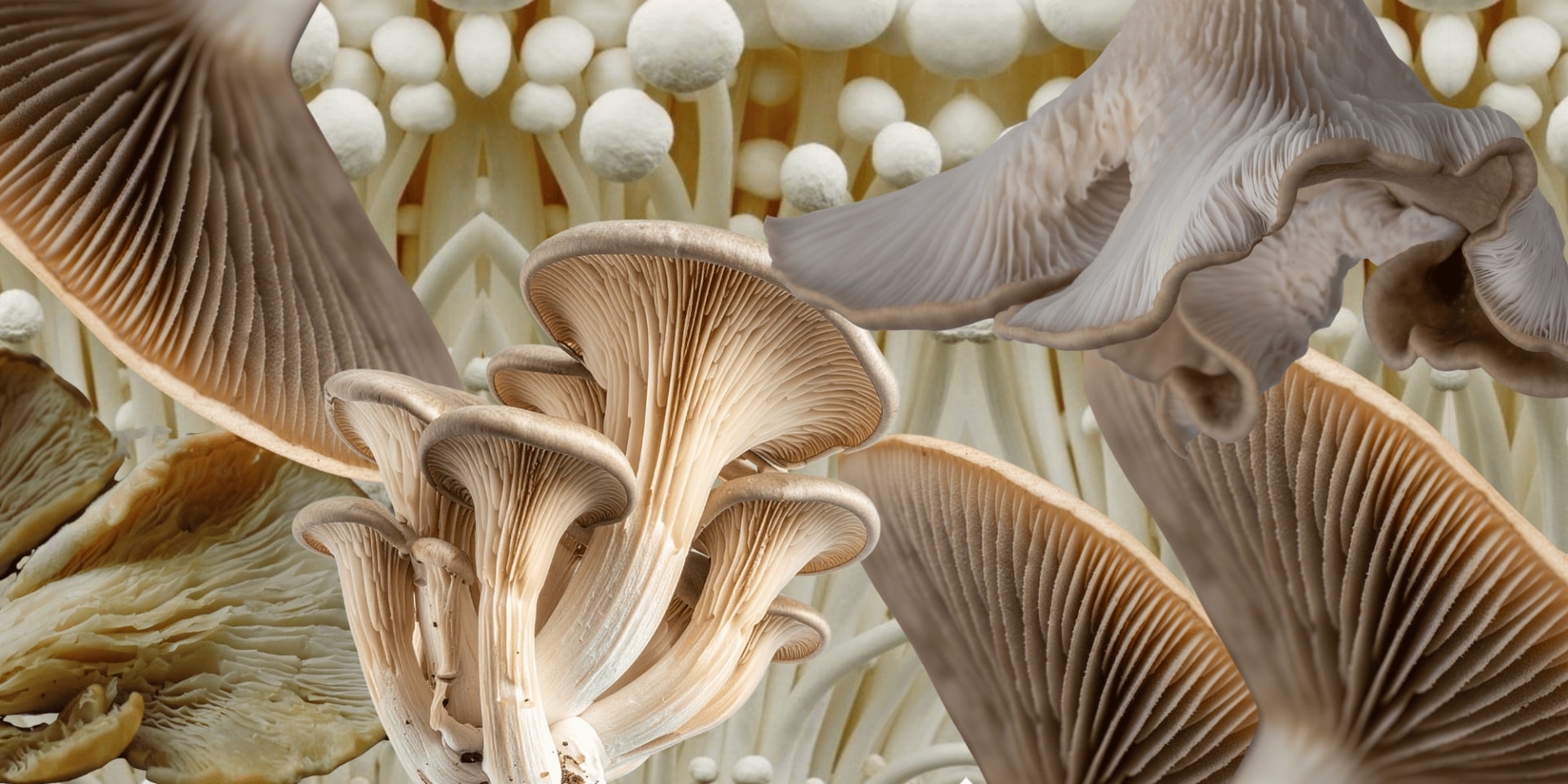 Why Rhodiola And Astragalus Are The Adaptogens To Note Now